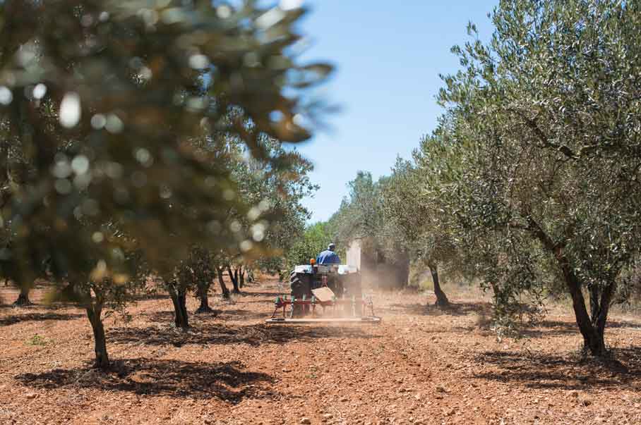 olivos